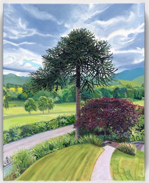 Monkey Puzzle Tree, Lake District